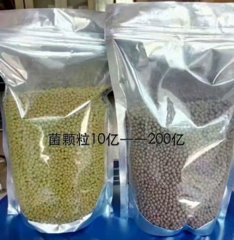 點(diǎn)擊查看詳細(xì)信息<br>標(biāo)題：枯草芽孢桿菌菌劑顆粒 閱讀次數(shù)：3748