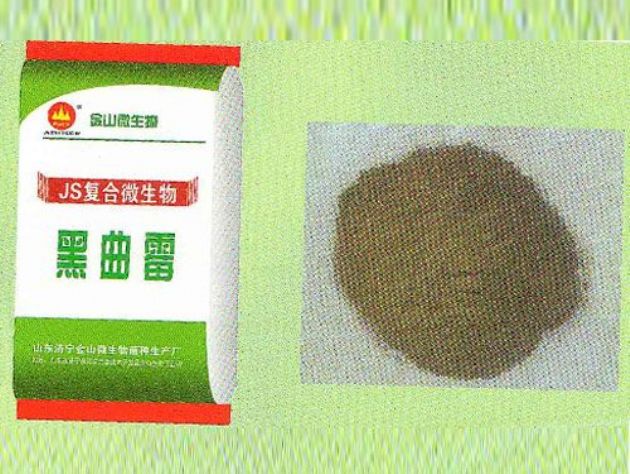 點(diǎn)擊查看詳細(xì)信息<br>標(biāo)題：黑曲霉 閱讀次數(shù)：2429